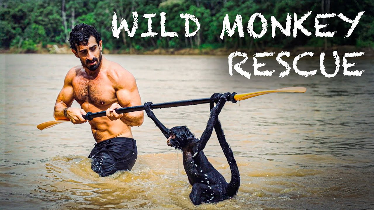 Wild Spider Monkey Rescue