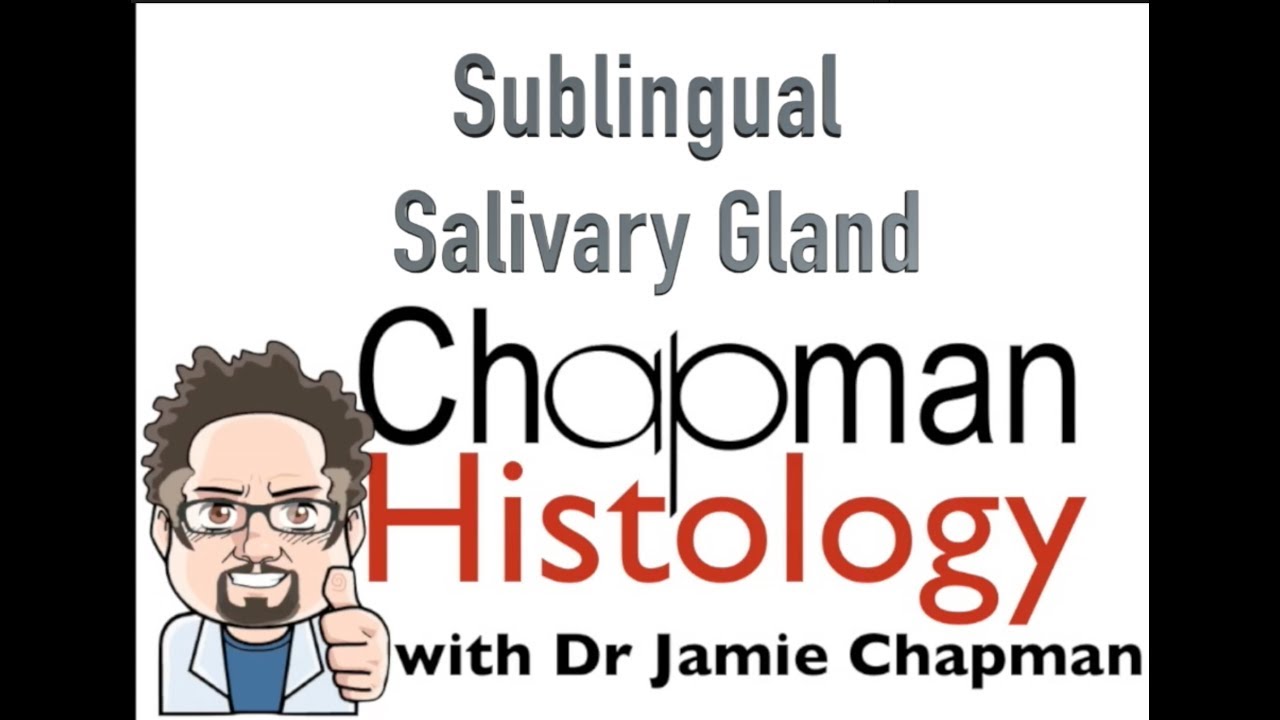3 Min Histology Sublingual Salivary Gland