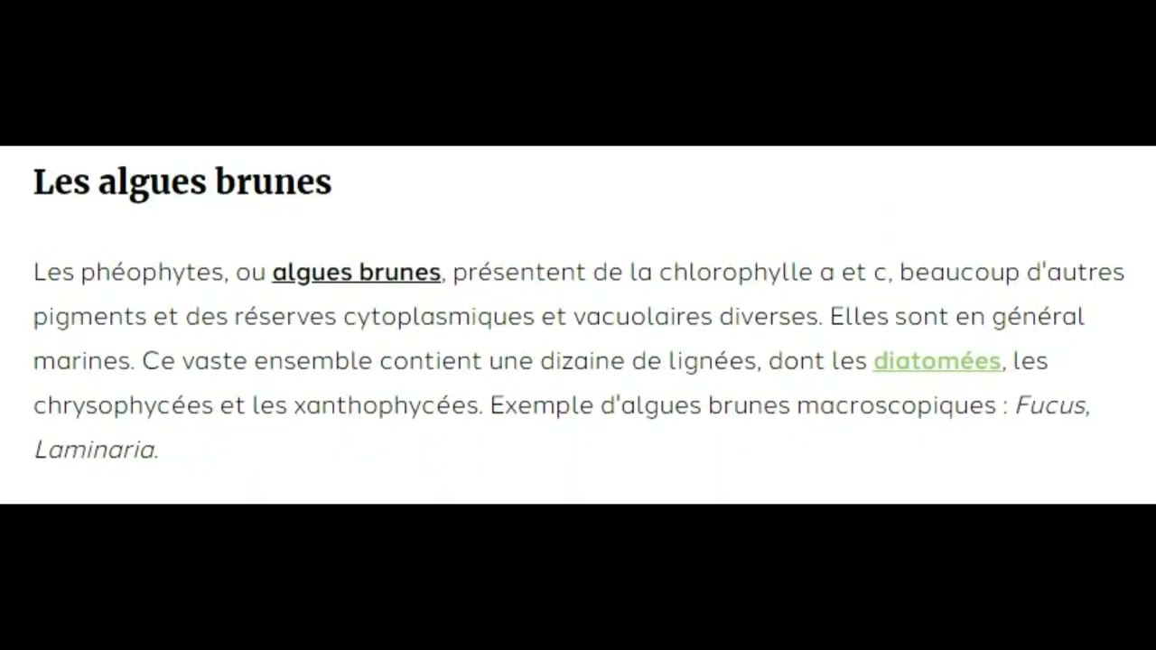 Classification des algues : algues rouges, algues bleues, algues vertes et algues brunes