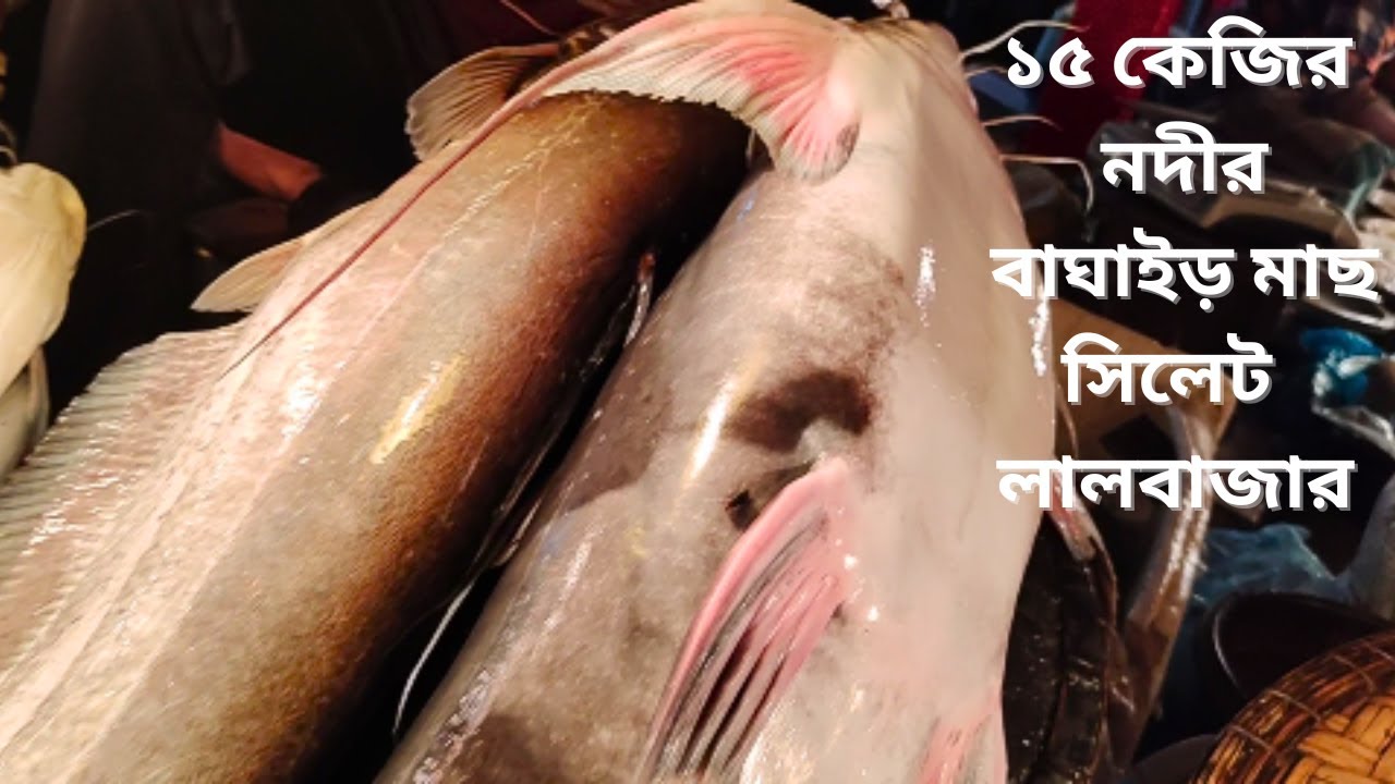 ঝুম বৃষ্টিতে গেলাম সিলেটের বন্দর বাজার লালবাজার মাছের বাজার || Bandar bazar Lal bazar, Sylhet