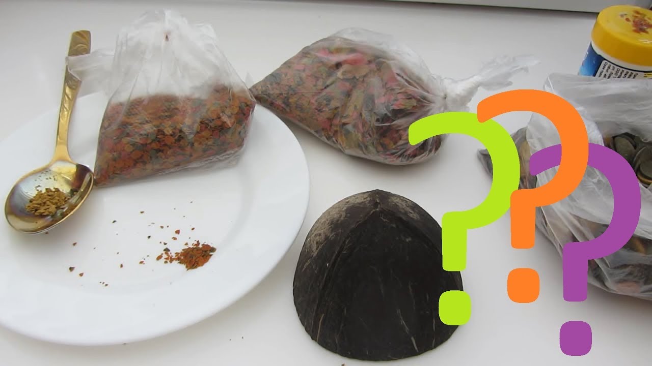 Чем кормить мальков анциструсов - от личинки до взрослой рыбки