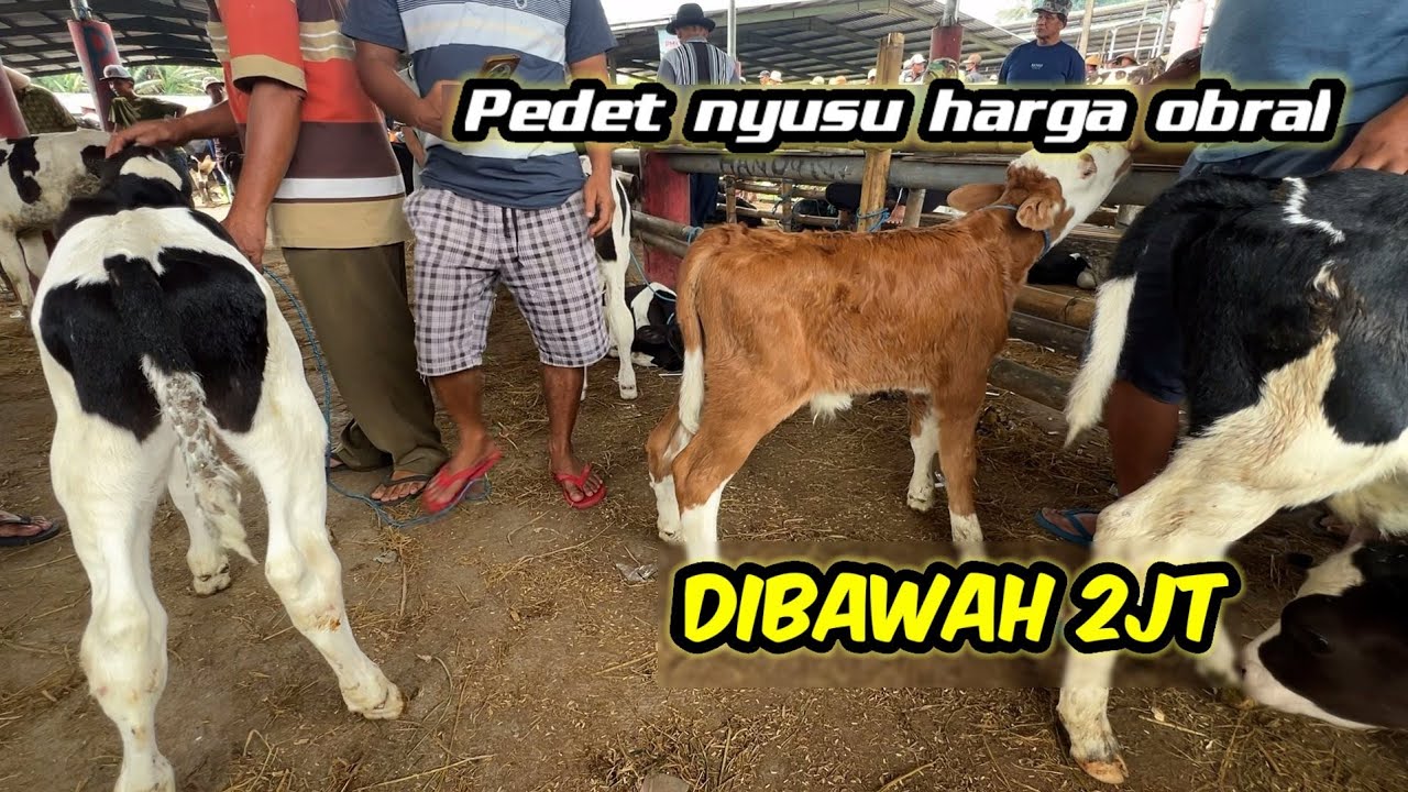 BENAR BENAR EDAN❗️PEDET FH NYUSU DIOBRAL BAWAH 2JUTA 