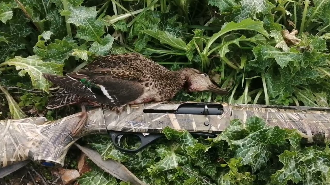 &Ccedil;amurcun Avı, &Ouml;rdek avı, Teal Hunt