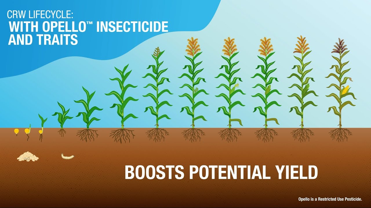 Corn Rootworm Uncovered: The Hidden Threat to Your Yield Potential