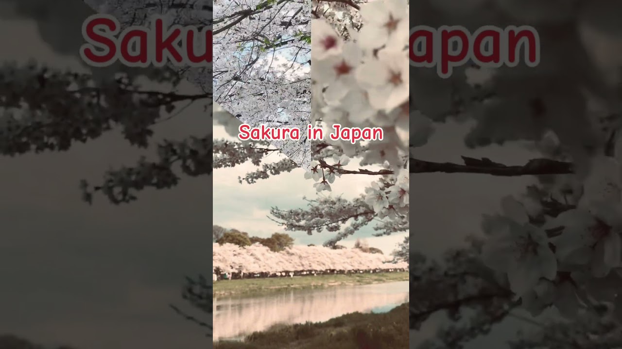 Cherry Blossoms are blooming soon 