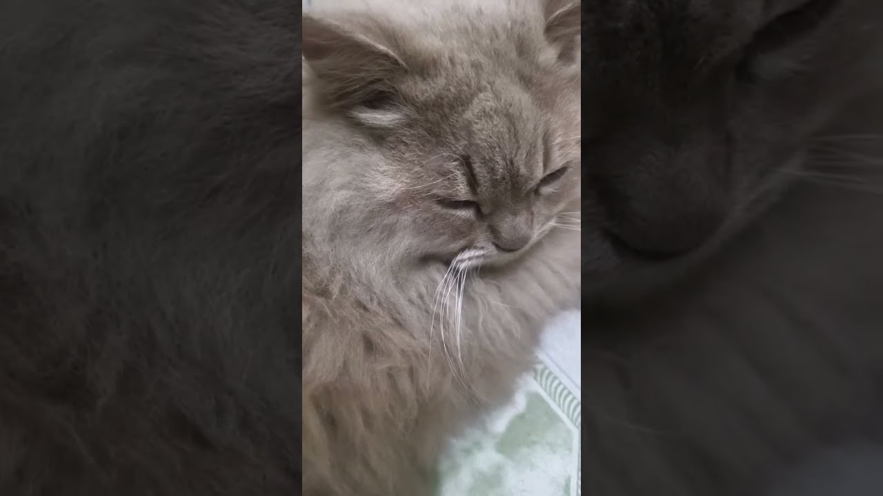  Persian Cat 😺 🐈 The Pets Planet is live!