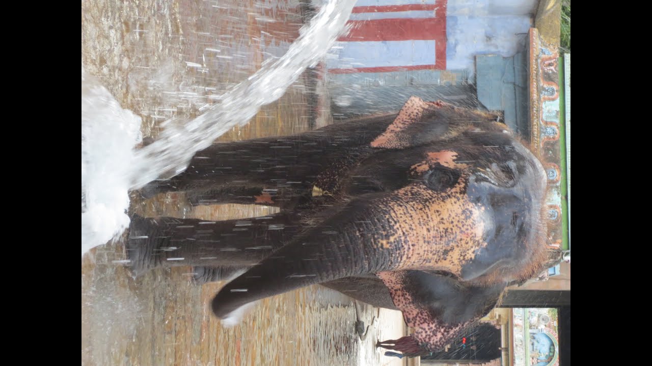 Elephant Bath Thiruvanaikovil Temple