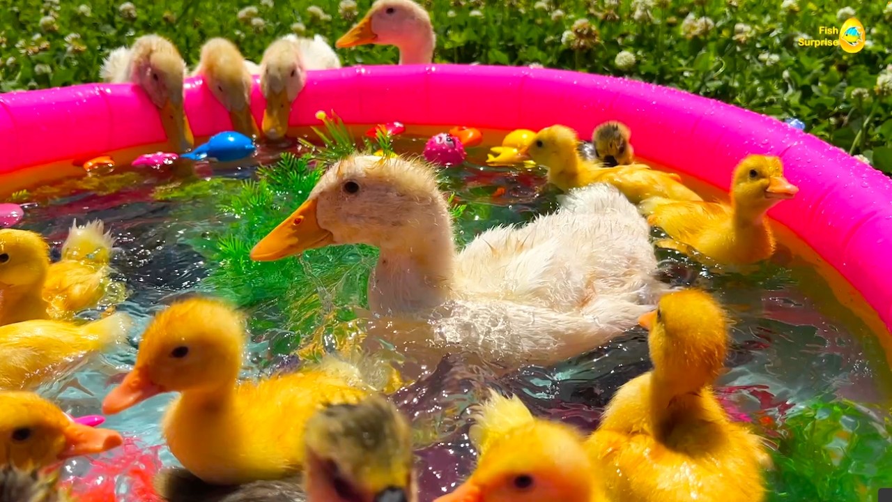 Funny Goslings and baby Ducks Ducklings swim in the sun pool, little baby duck