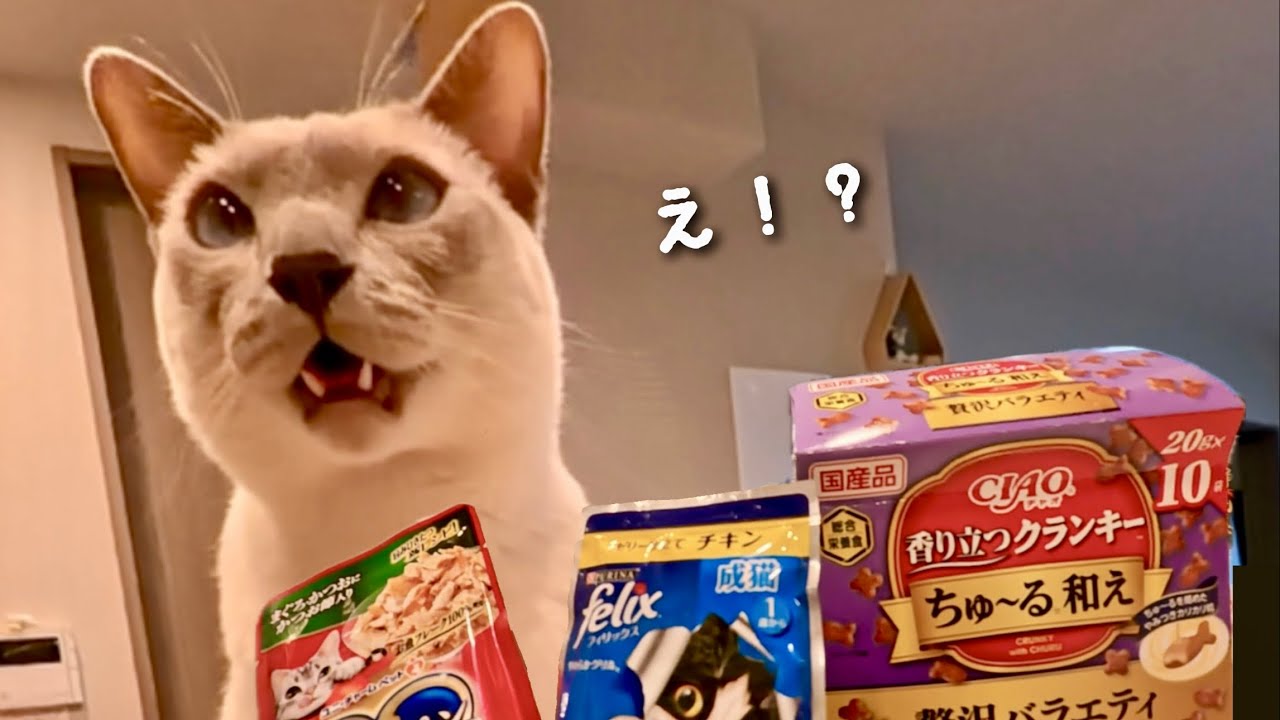 【クイズ✨】猫はどのおやつを選ぶ？黒毛和牛・鮪・鶏🐱！