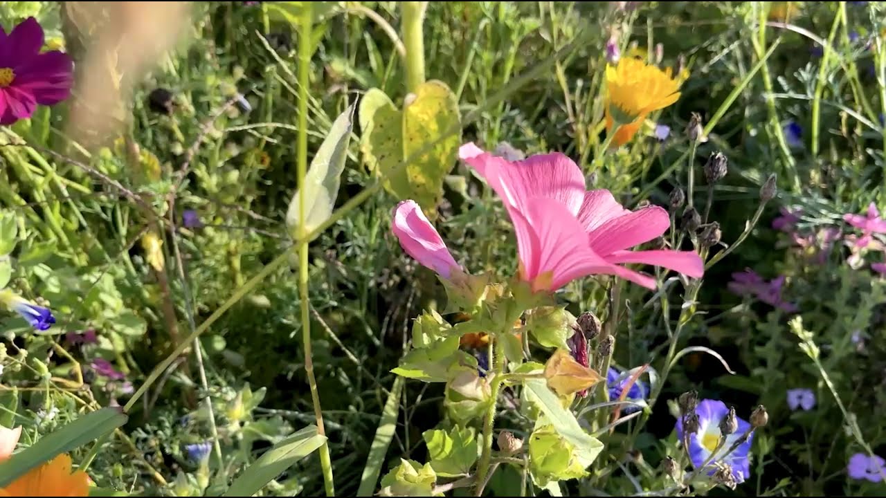 Blumenwiese – Ambient Synth Session mit Musik zum Träumen und Entspannen | Schallplan