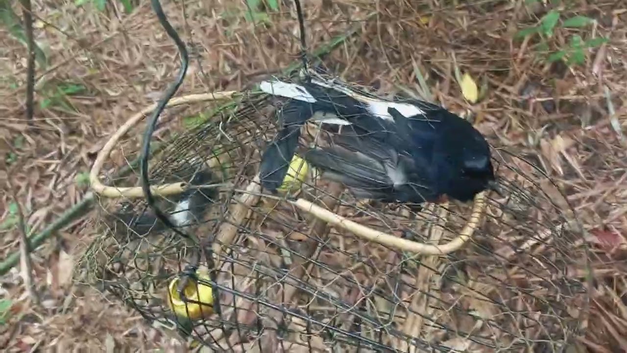 Chòe lửa đôi dài  #choeluabayđau #choeluahotnhieugiong #thanhve 