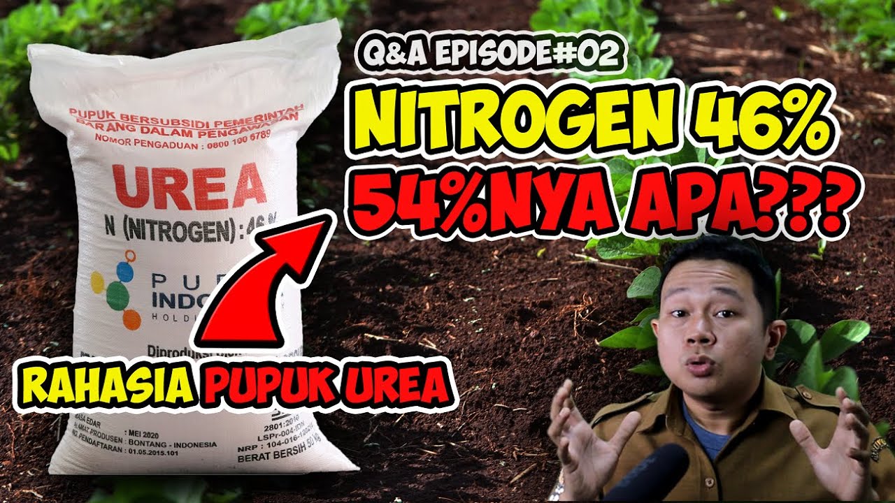 ❗❗❗ RAHASIA TERSEMBUNYI DIBALIK 54% KANDUNGAN PUPUK UREA | VEGETATIF DAN GENERATIF TANAMAN