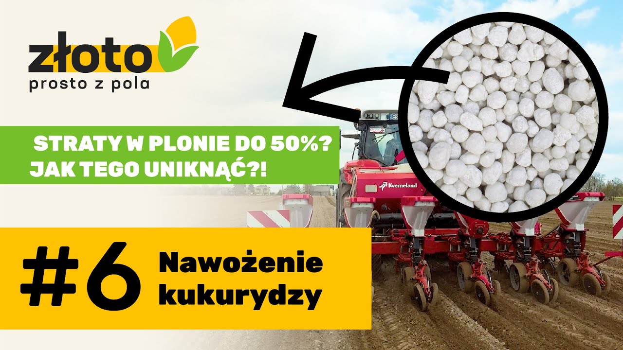 Złoto prosto z pola: Nawożenie kukurydzy #6
