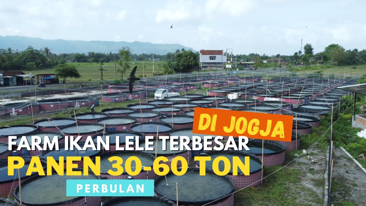 Sukses Ternak Lele Kolam Terpal, Dari Merugi Kini Jadi Farm Ikan Lele Terbesar di Jogja