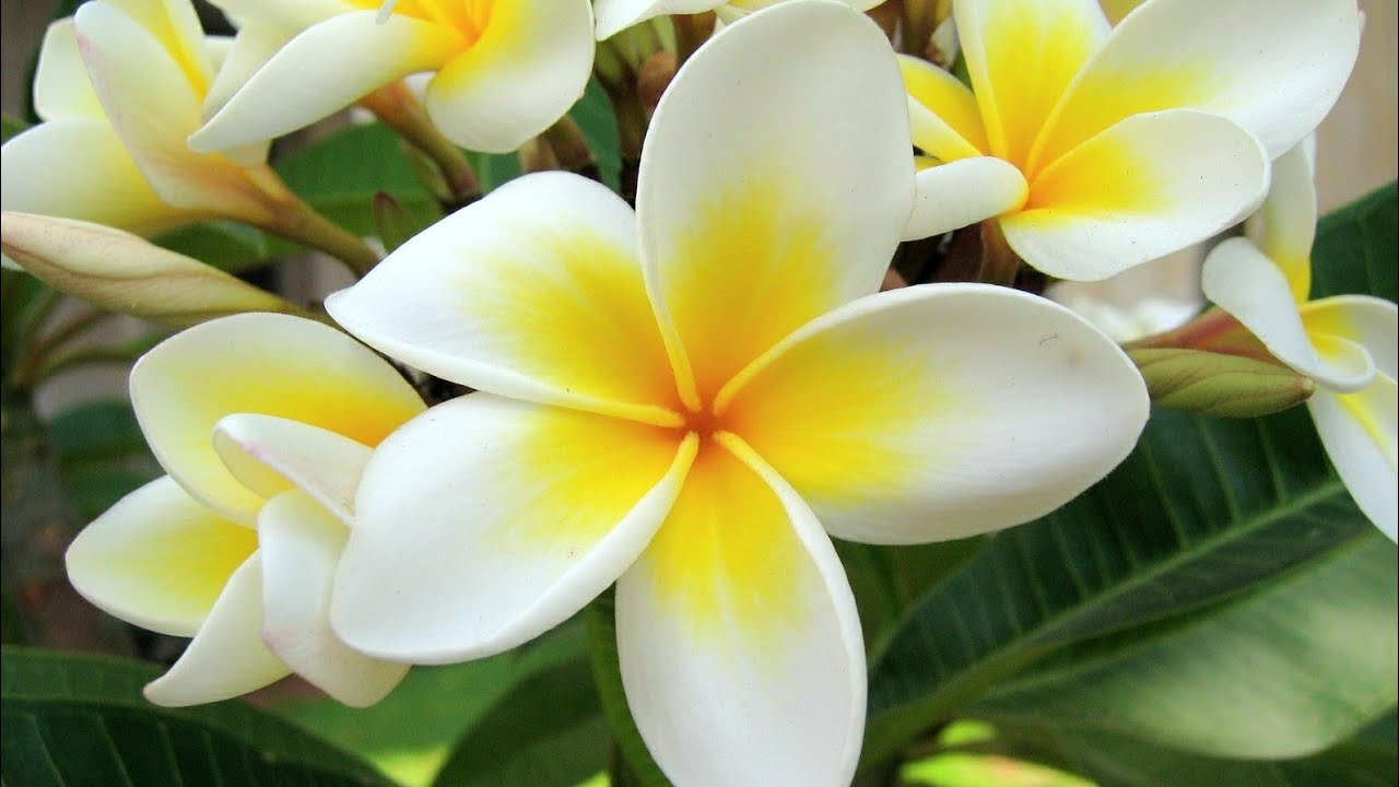 PUTRI CENING AYU| 49 minutes of Relaxation music|