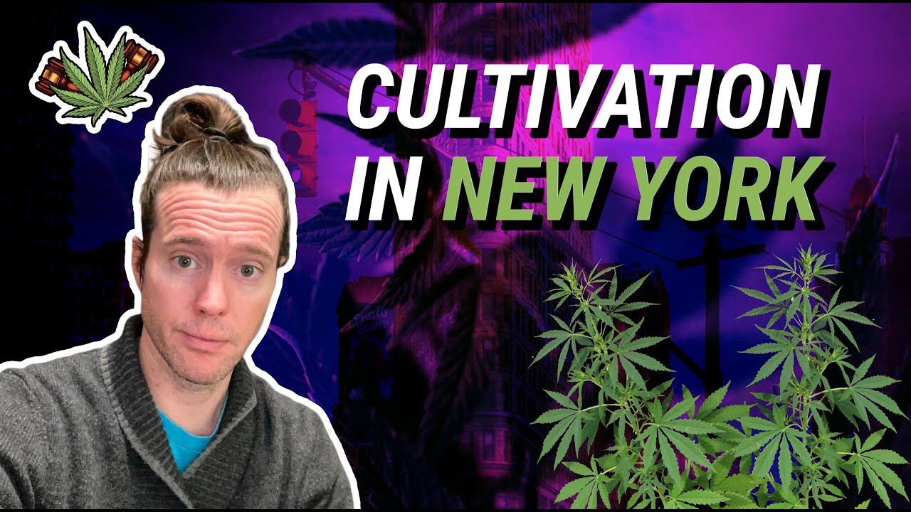 New York Cannabis Licenses | How To Get a Cultivation License in New York | NY Cannabis license