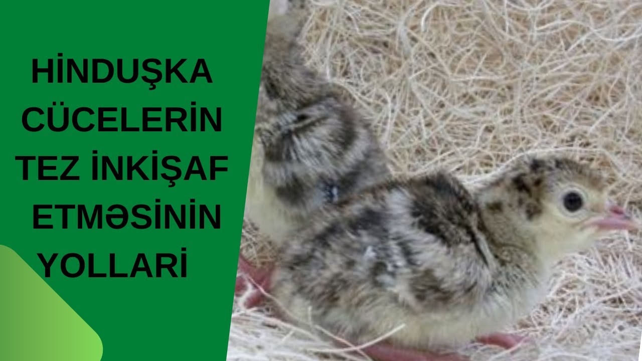 HİNDUŞKA BALALARİNA BAXİLMASİ HİNDUŞKA CÜCELERİN ZEİF İNKİŞAFİ