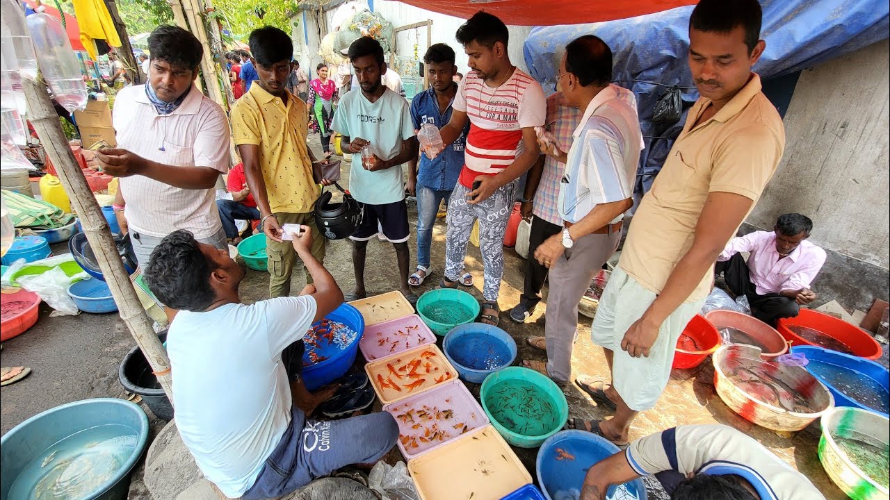Recent Aquarium Fish Price Update | Galiff street Fish Market | Galiff Street new video April 2024