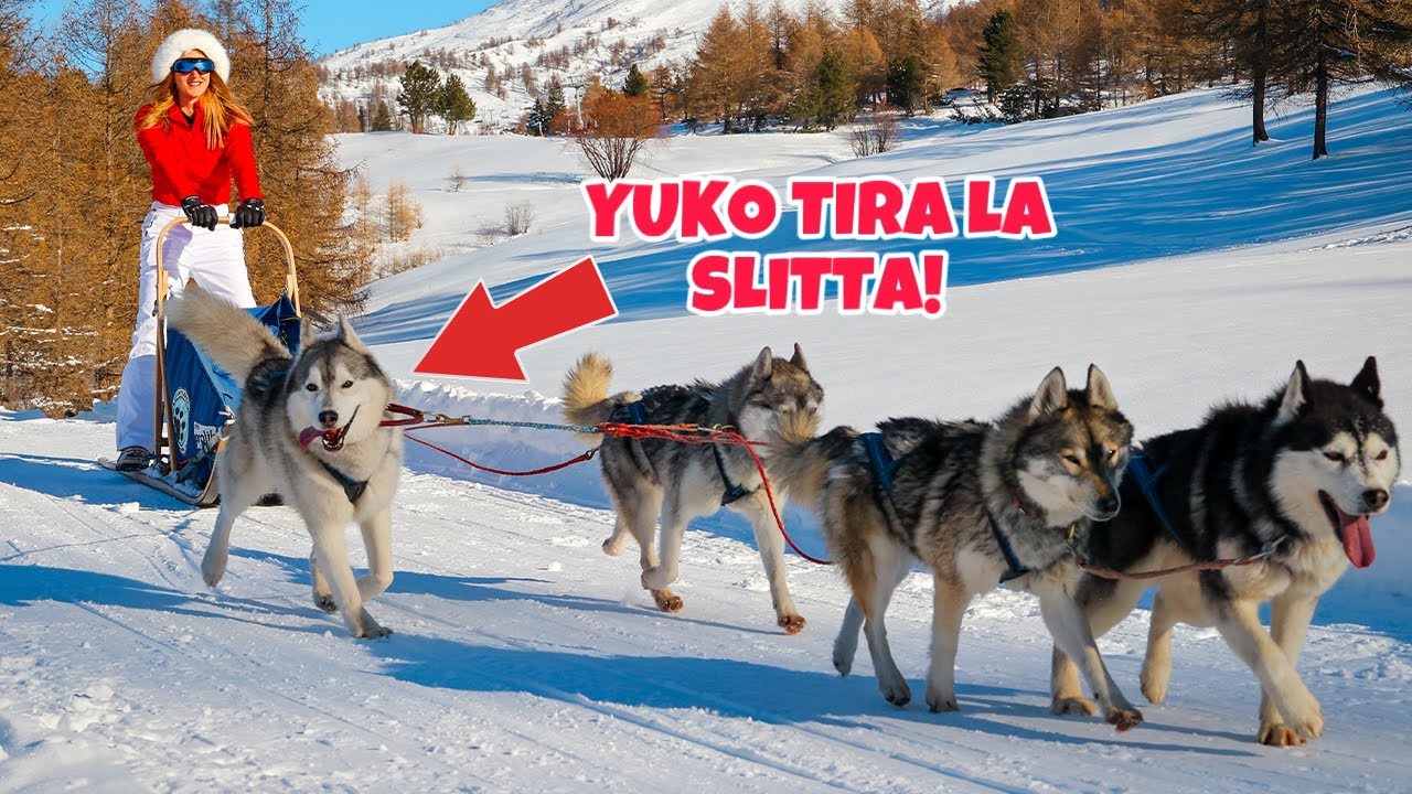 IL MIO HUSKY TRAINA UNA SLITTA PER LA PRIMA VOLTA😍🛷🐺 | MARTY E YUKO