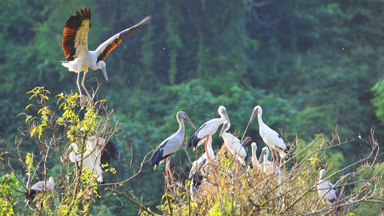 Thung Nham Bird Park - Thung Nham Bird Garden - Thung Nham Ninh Binh