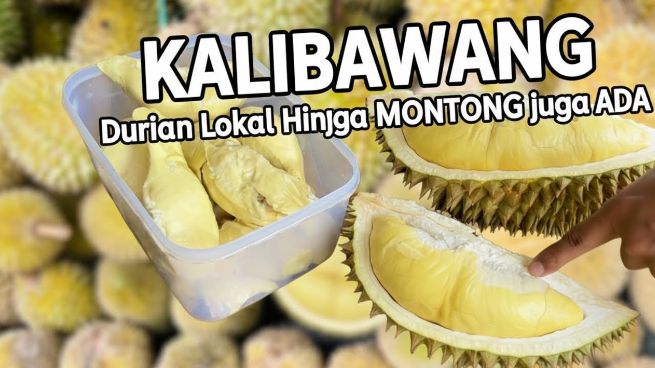 MUSIM DURIAN KALIBAWANG JOGJA | HUNTING DURIAN LOKAL - MONTONG