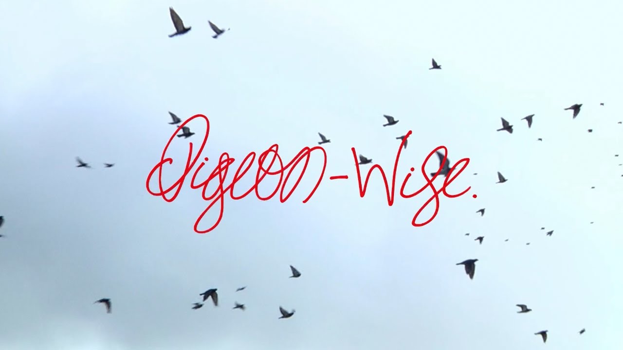 PIGEON-WISE.