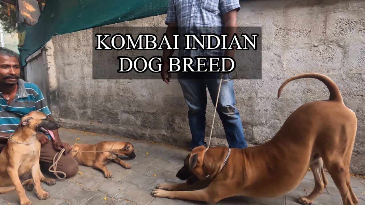 जंगली सूअर का शिकार अकेला कर लेता है हमारा Indian Kombai Dog Breed 🇮🇳🇮🇳