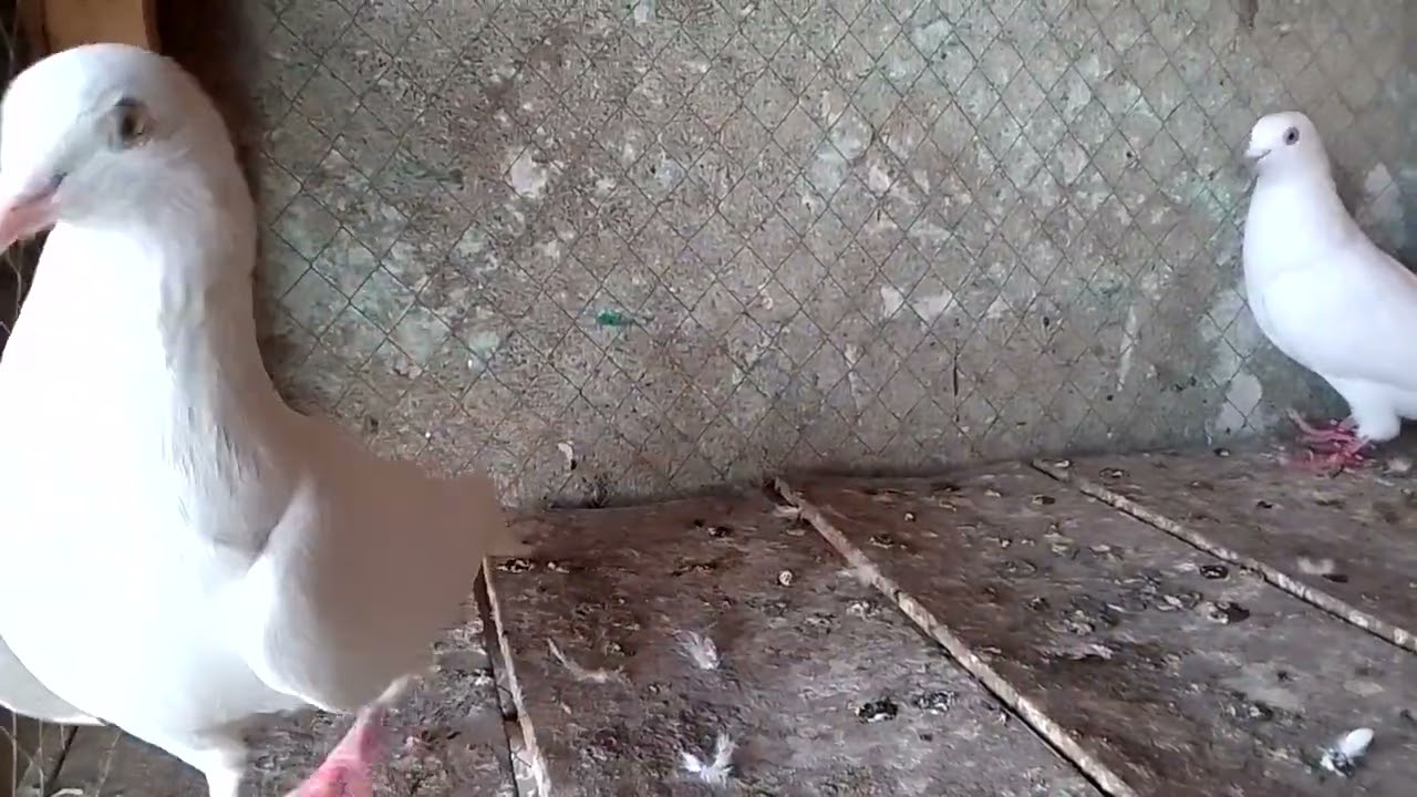ولایتی پٹی والا جوڑا فار سیل چیز وہی جو دل کو اچھی لگے مضبوط ہڈی جوڑ لوکیشن فیصل آباد  0315,1145113