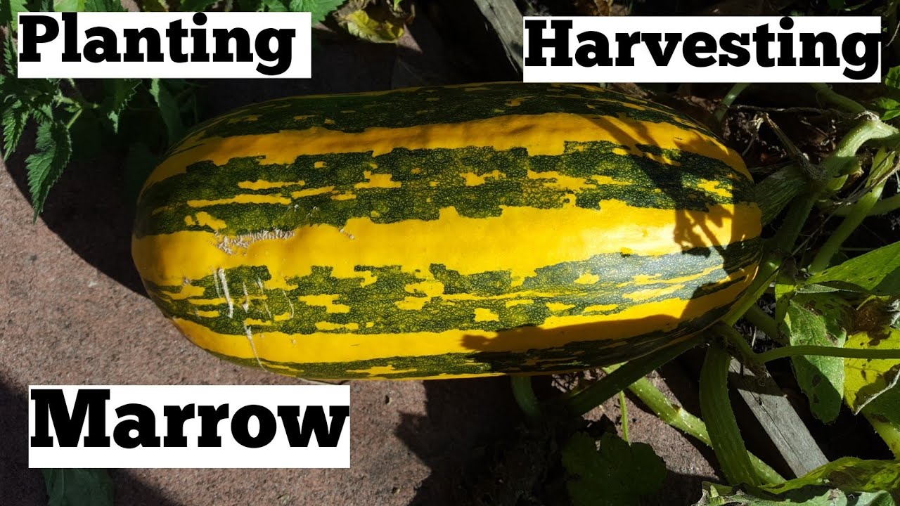 How to grow marrow | allotment growing | shokher bagan (কিভাবে ম্যাড়ো চাষ করবেন) শখের বাগান।