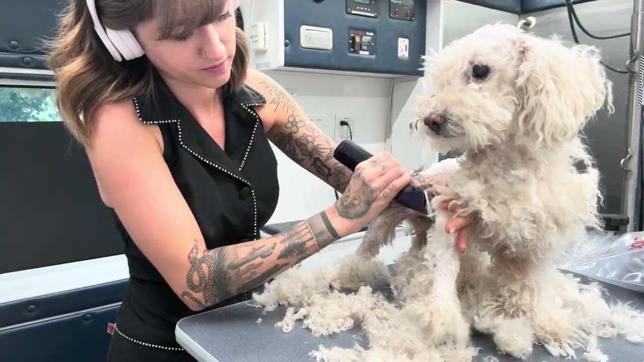 This Sweet Senior Pup Was So Matted 💔 (Part 1 of 3)
