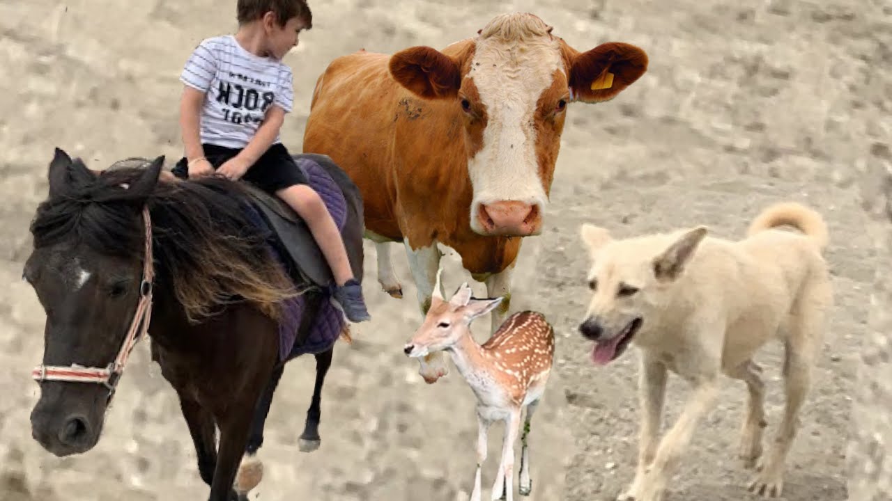 MAHİR'İN AT, CEYLAN VE İNEK İLE EĞLENCESİ :) Eğlenceli çocuk videosu izle- At, ceylan, köpek, inek