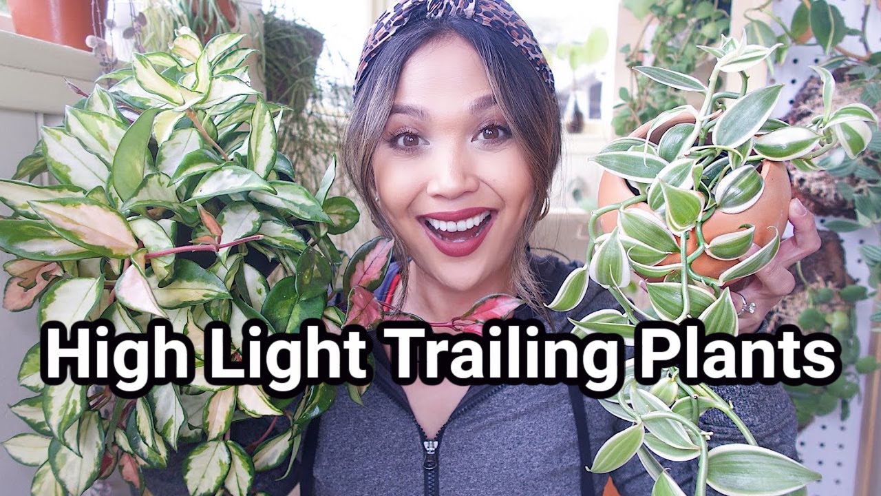 Top Five Favorite High Light Houseplants! | Plants that LOVE Light!