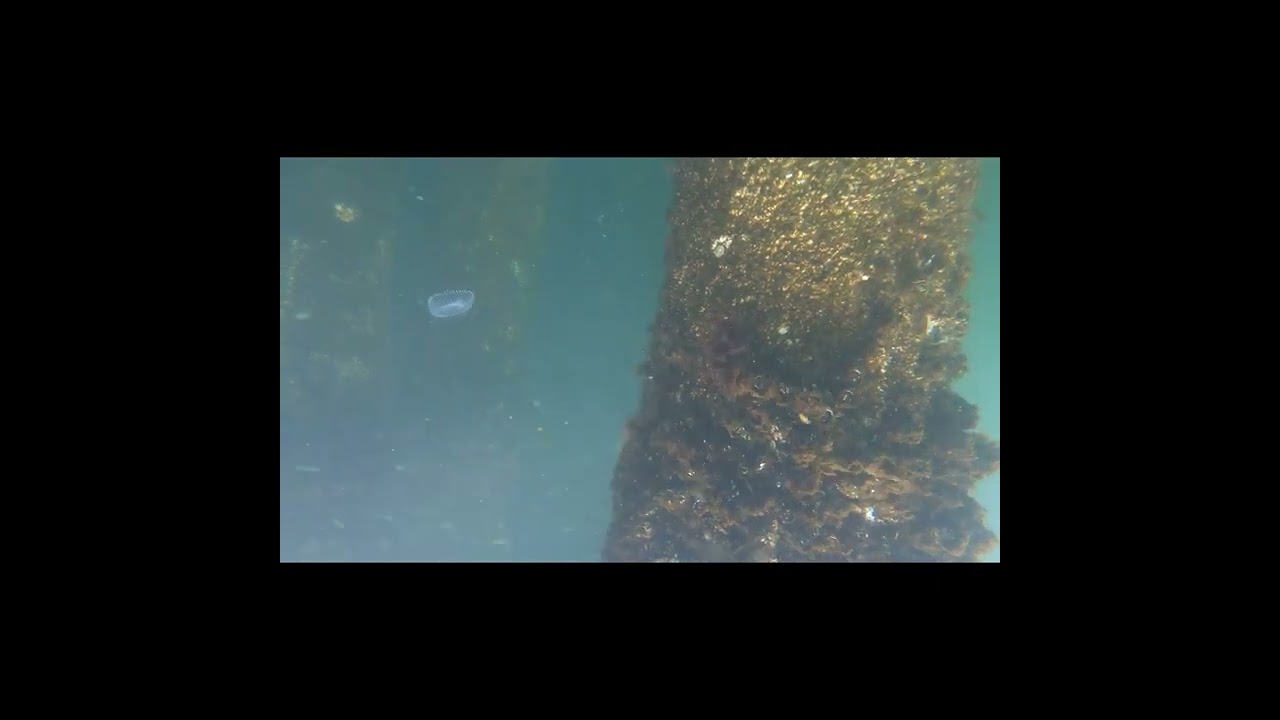 Moon Jelly 
