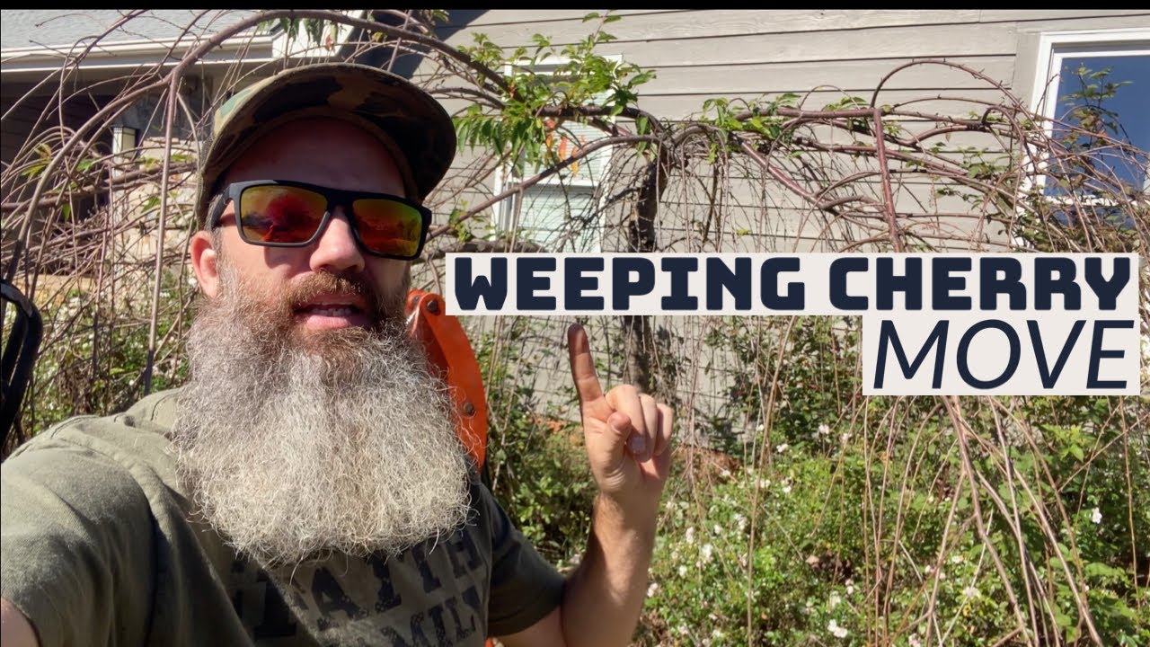 How to move an established Weeping Cherry Tree - EP 189