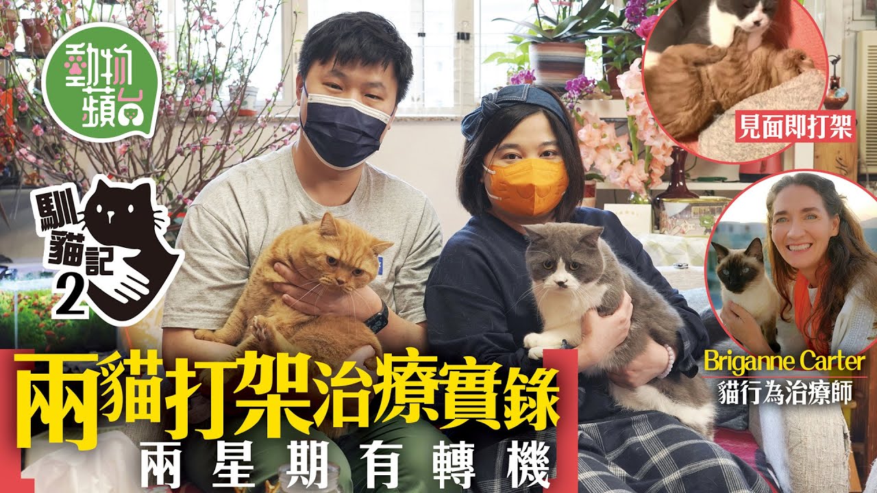 家中2隻貓貓撲咬打交成地毛！治療師教你用一對「有味襪」令世仇變老友 實試3招兩星期見轉機 