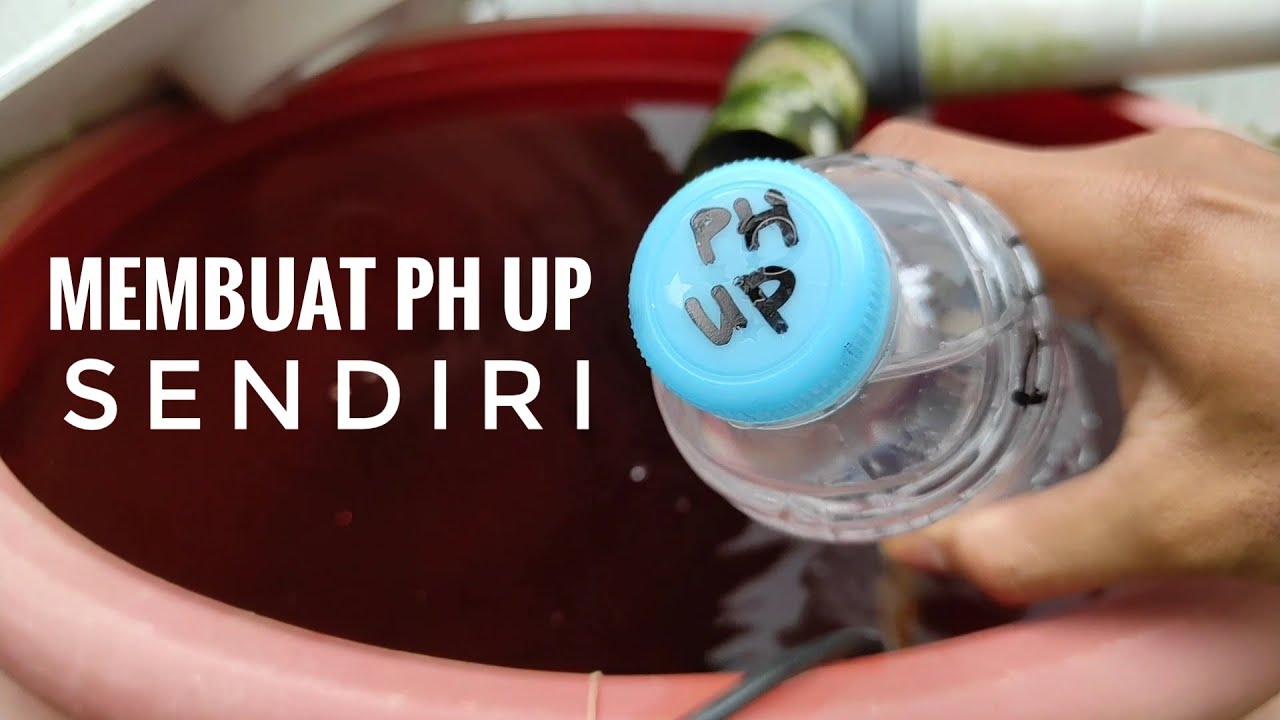 CARA MEMBUAT PH UP HIDROPONIK MENGGUNAKAN KOH - pH up hidroponik