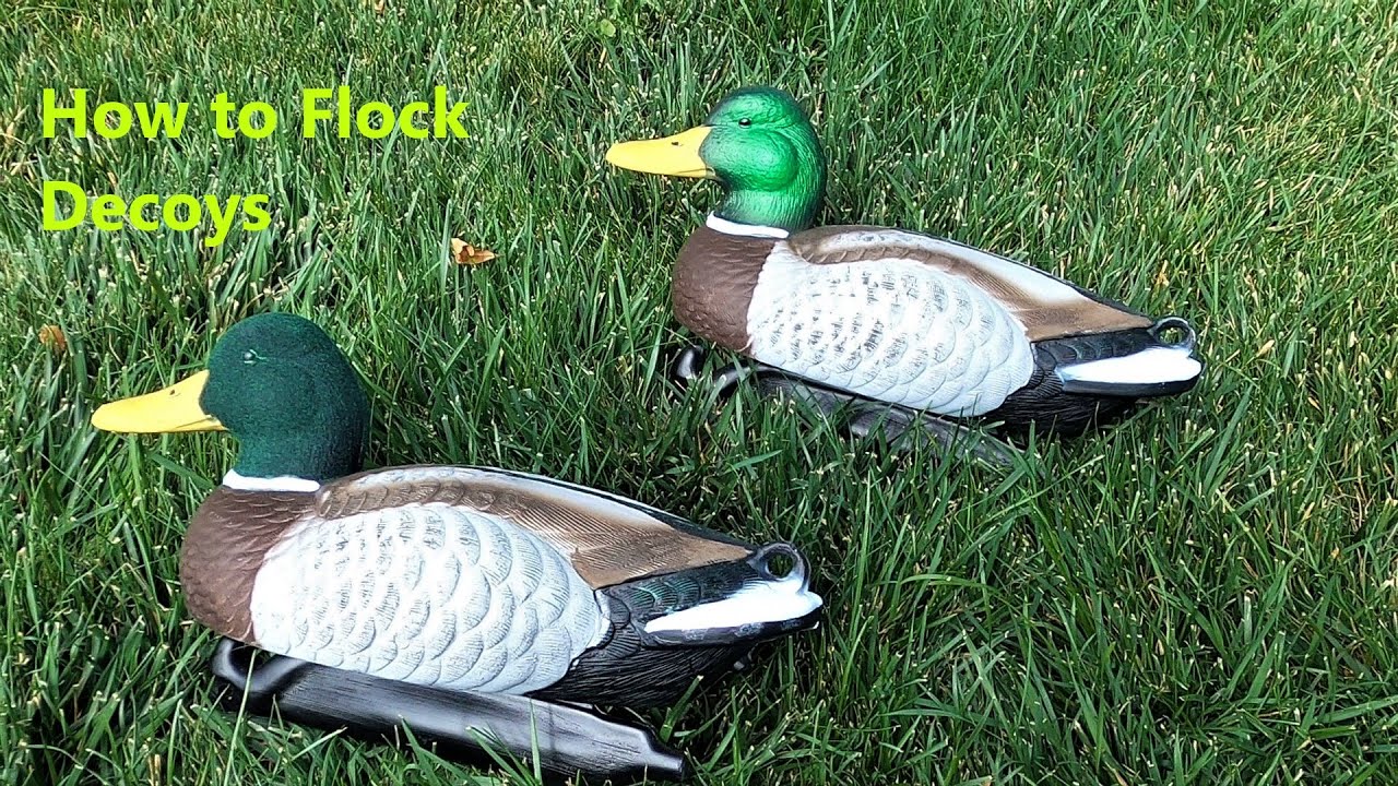 How to Flock Duck Decoys- Bring More Birds into Your Decoys