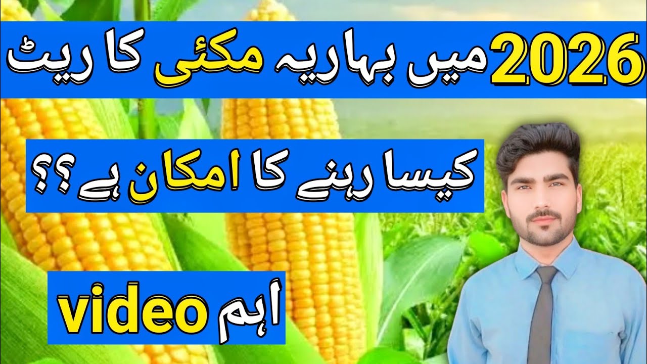 Maize 2026 | Profit or Loss for Farmers?