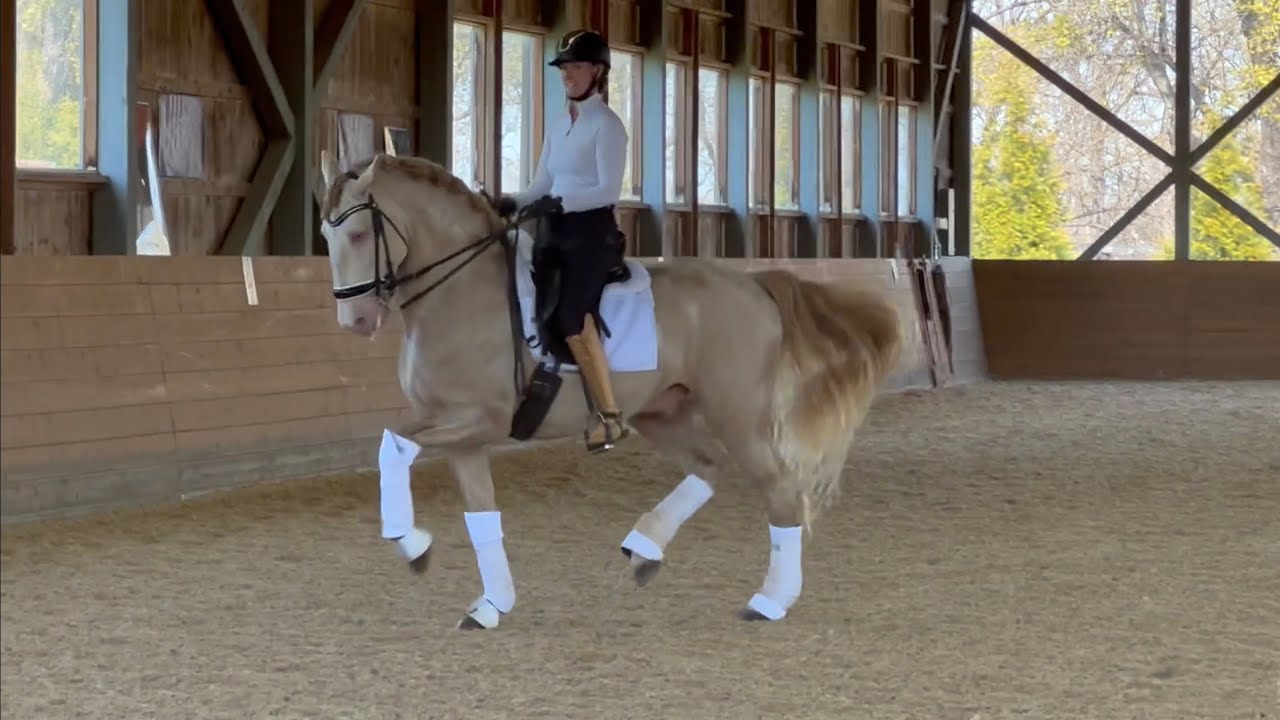 MANZANERAS  , PERLINO Imported, 2016, 16.1h Lusitano Stallion , schooling intermediare 1