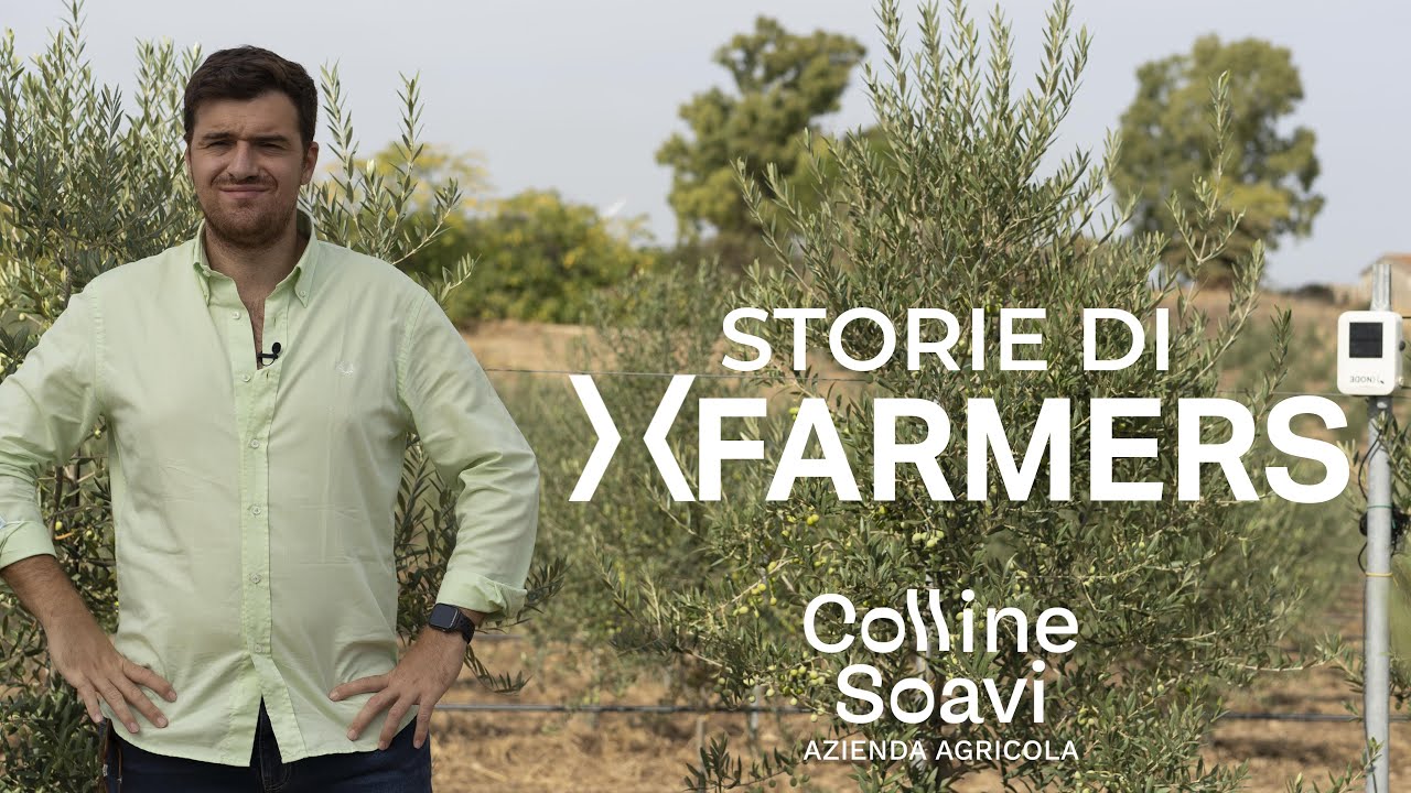 Olivicoltura innovativa - Az. Agr. Colline Soavi [Storie di xFarmers]
