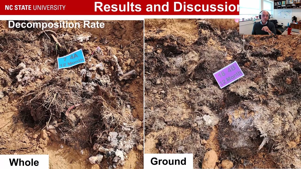 Impacts of Carbon Material on Shallow Burial with Carbon (SBC) for Swine Disposal