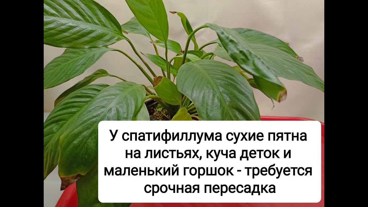 Срочная помощь спатифиллуму