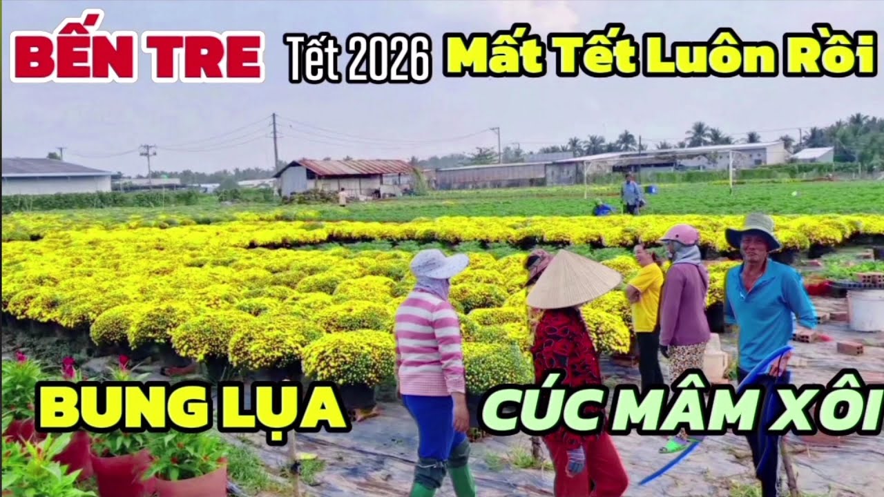 TẾT 2026 MẤT TẾT THẬT RỒI VƯỜN HOA NỞ BUNG DO THỜI KHẮC NGHIỆT NHÀ VƯỜN RẦU RỈ 