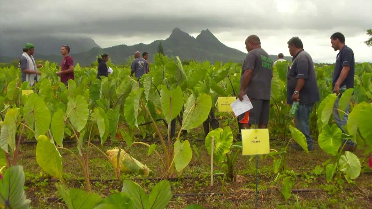 Taro Day brings together diverse points of view