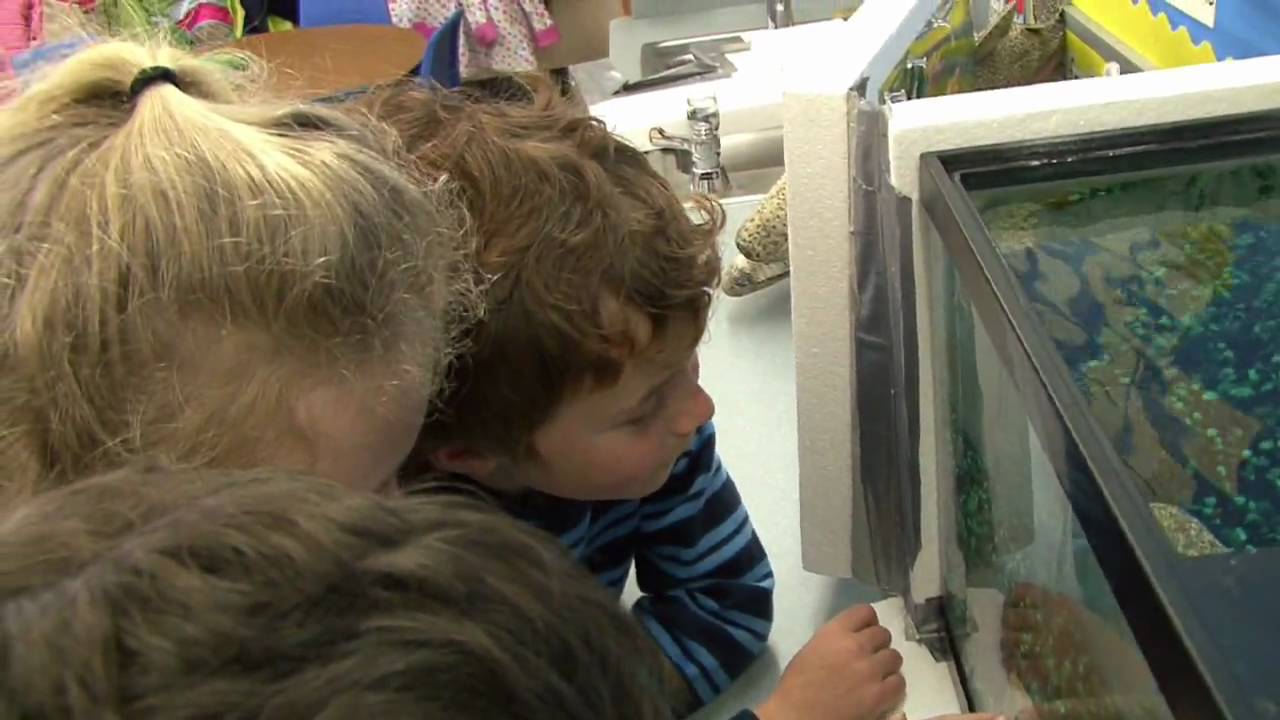 TROUT IN THE CLASSROOM 2010