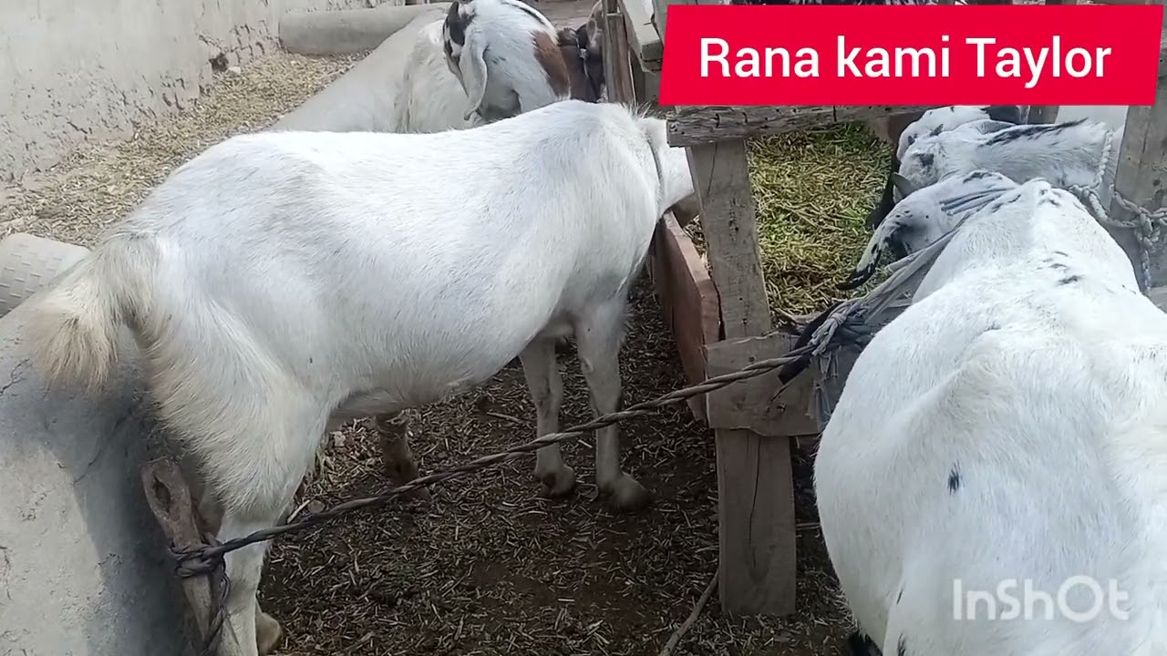 Bakri gabhan ho to os ki kharaak Pakistan Zinda Baad Rana kami Taylor 