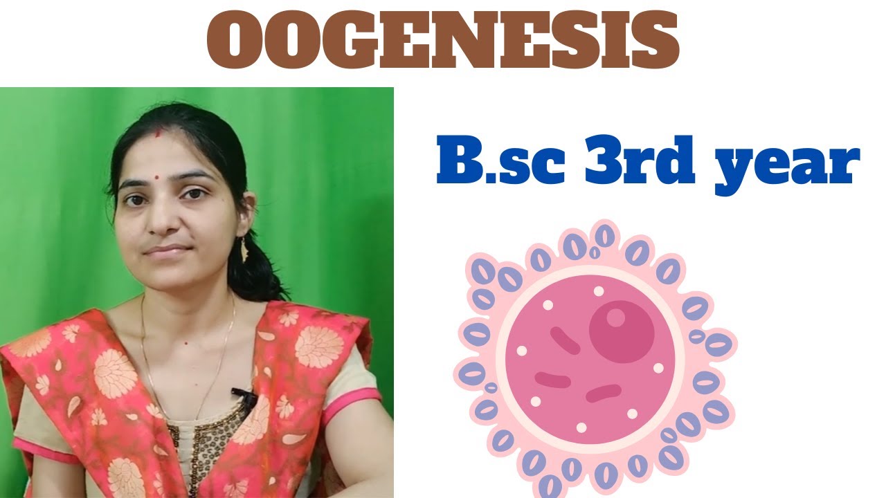 oogenesis b.sc 3rd year||Development of Ovum||oogenesis in developmental Biology.