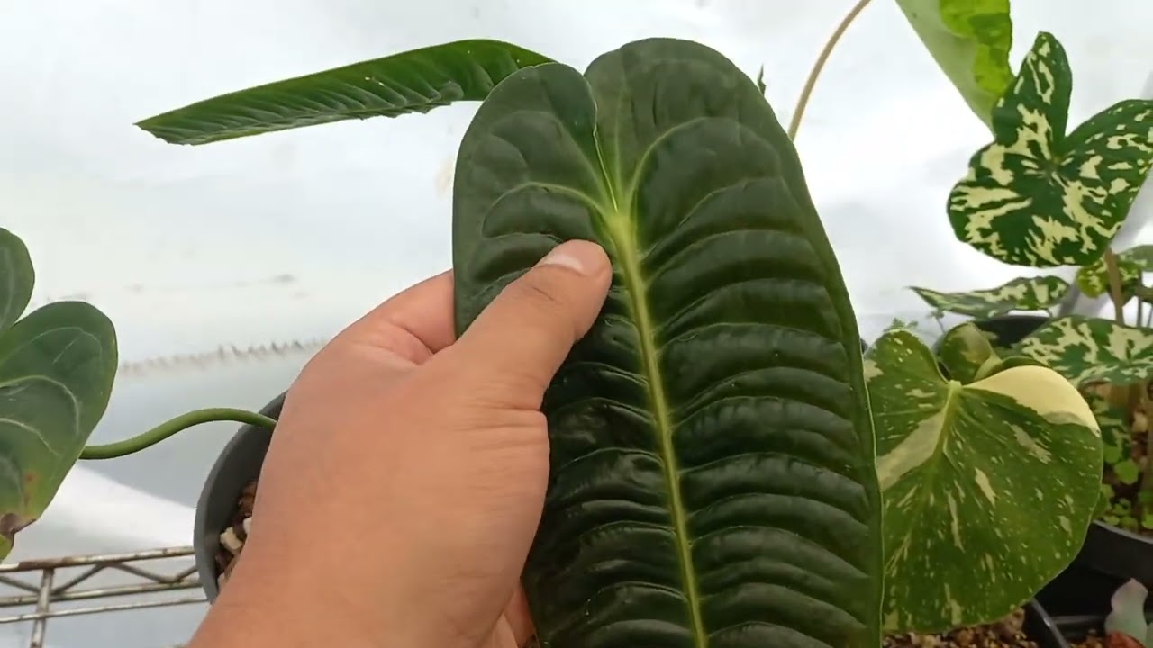Anthurium veitchii /Cuidados