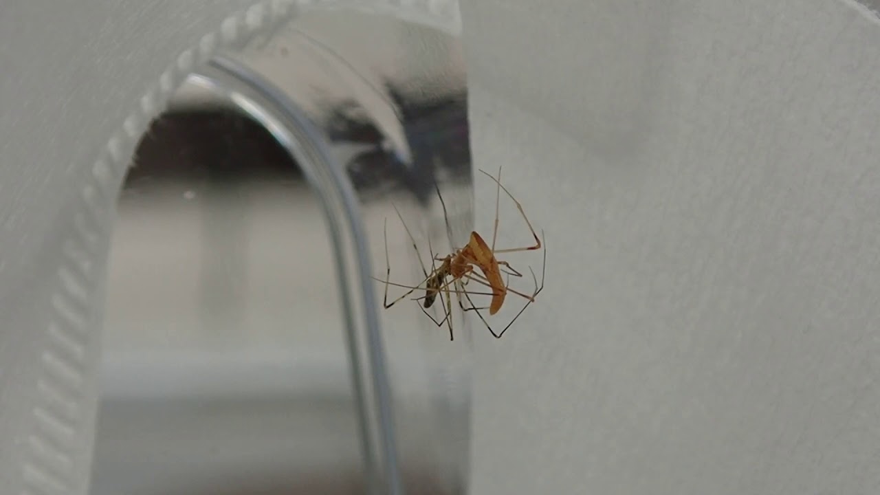 Rhomphaea sp. copulation