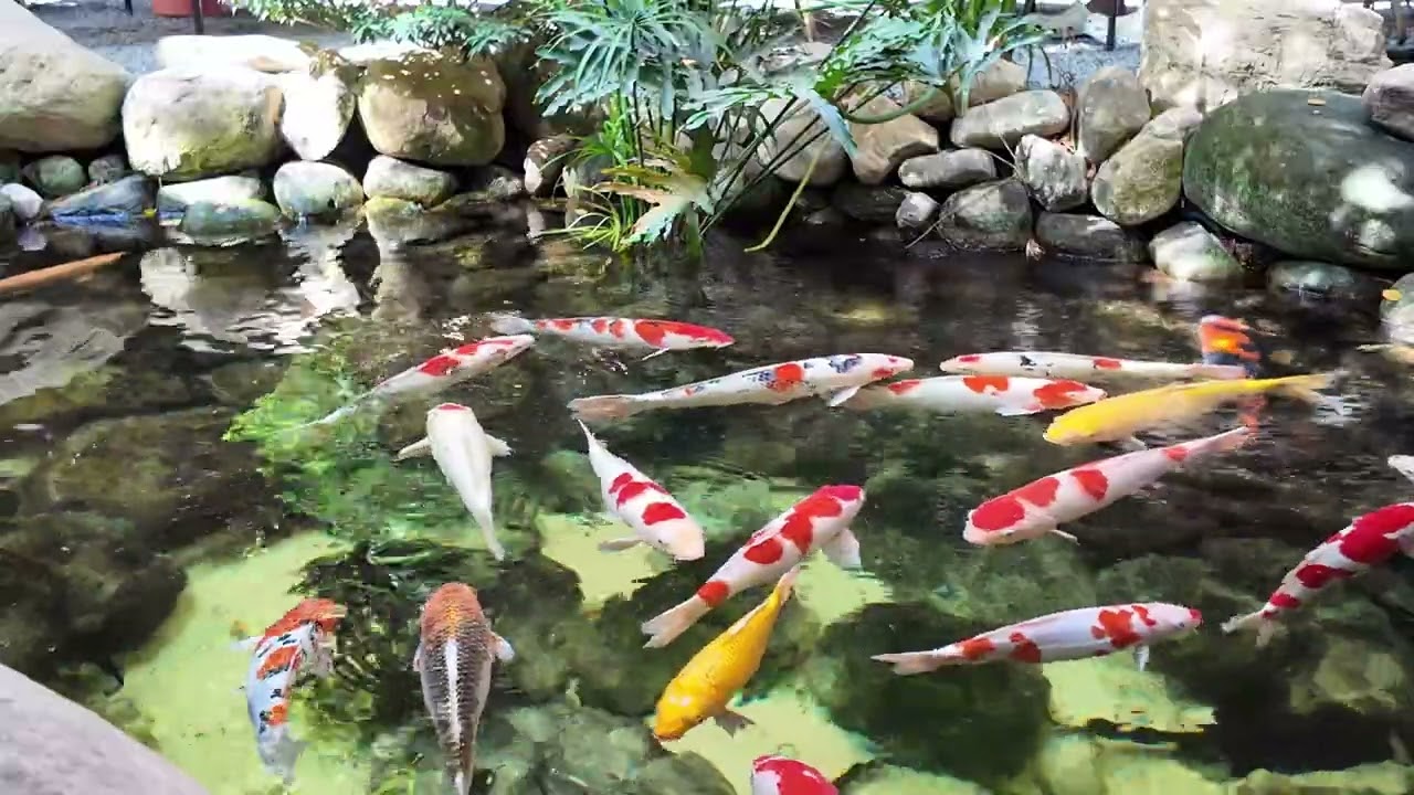 Colorful 4K Zen Koi Fish Pond – 30 Minutes Relaxing Video